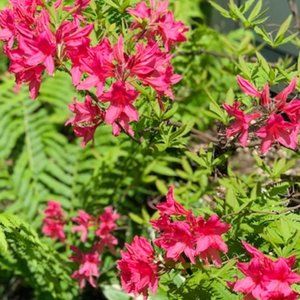 Just a required profile so I can shop